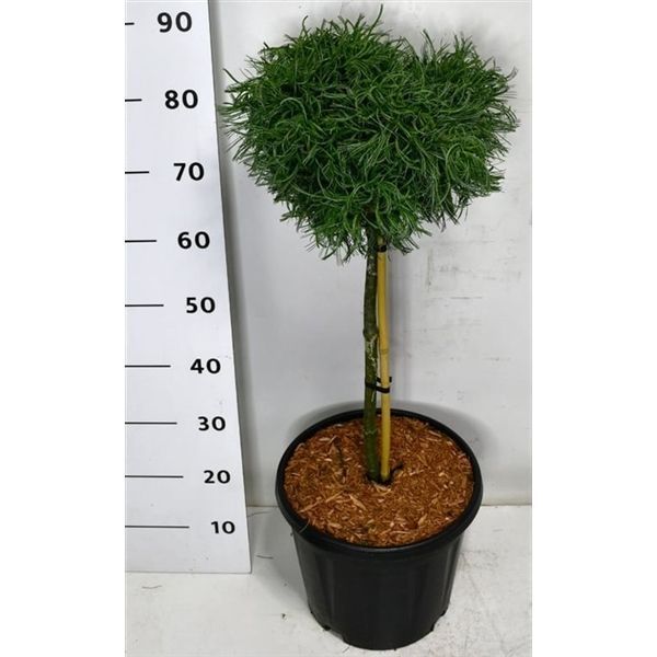 Горшечные цветы и растения оптом Pinus Strobus Green Curls On Stem от 1шт из Голландии с доставкой по России