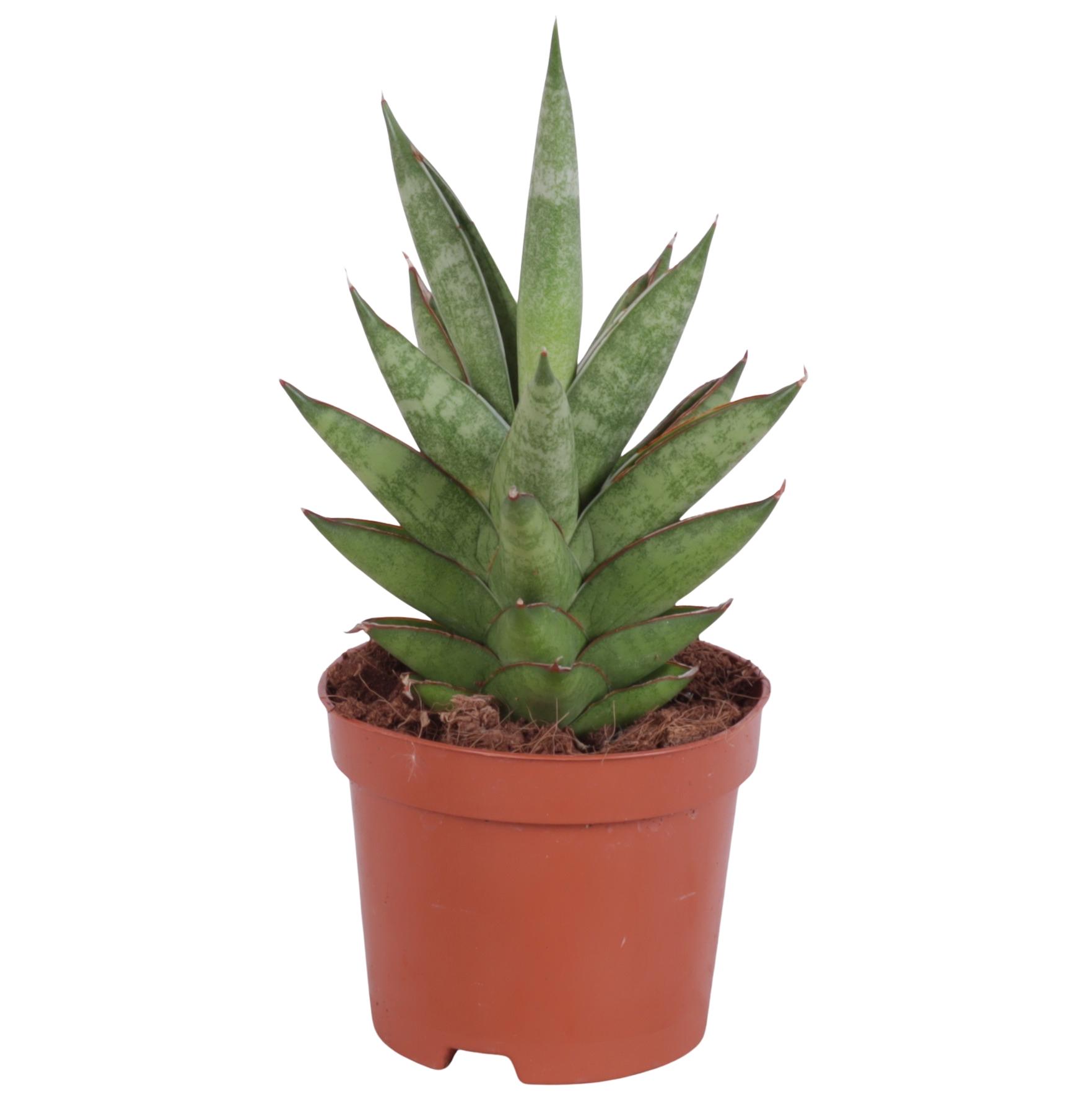 Горшечные цветы и растения оптом Sansevieria Pagodah Green от 12шт (для телеги) из Голландии с доставкой по России