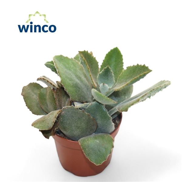 Горшечные цветы и растения оптом Kalanchoe Beharensis от 9шт из Голландии с доставкой по России