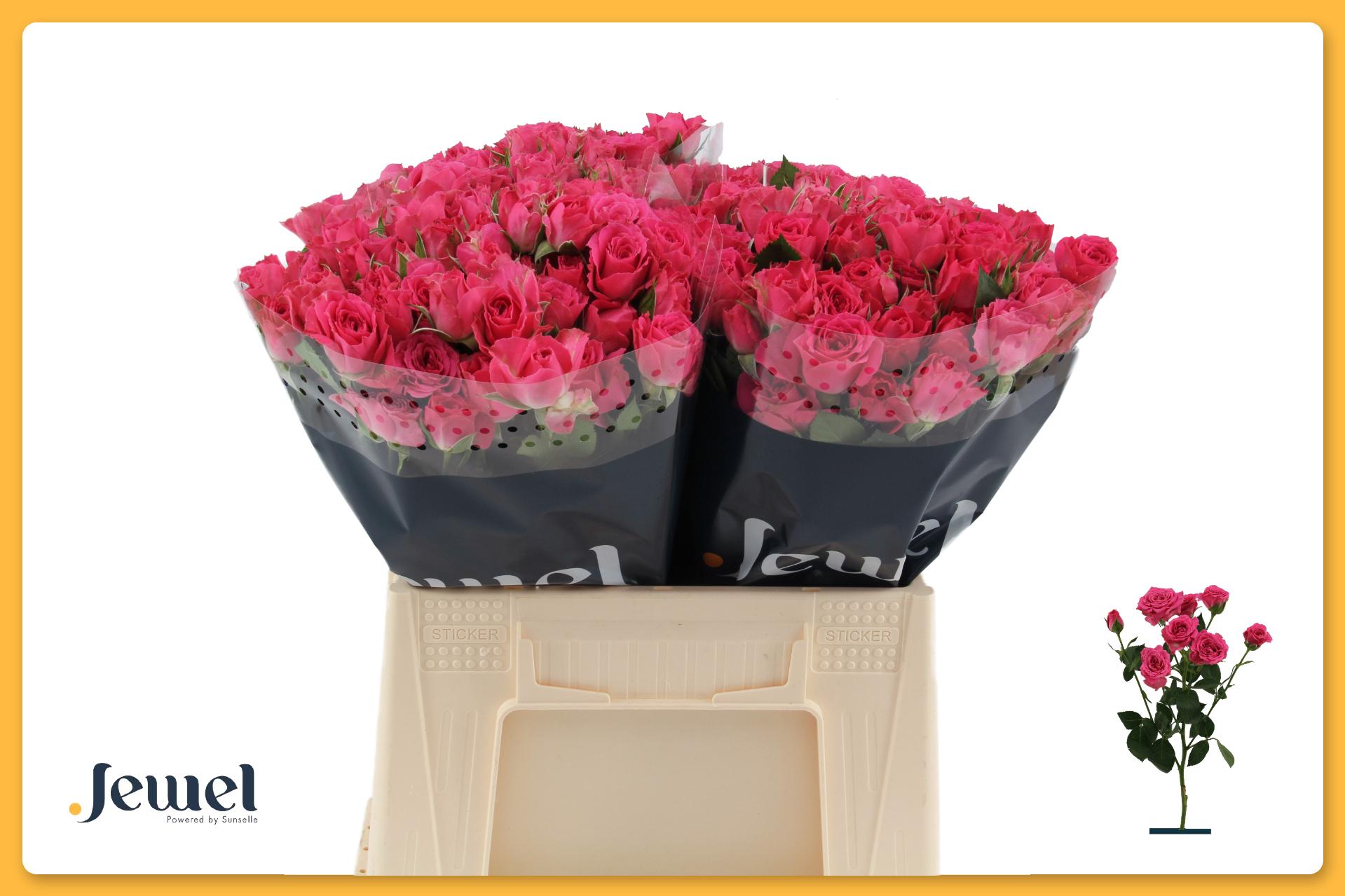 Срезанные цветы оптом Rosa spray lovely lydia от 40шт из Голландии с доставкой по России