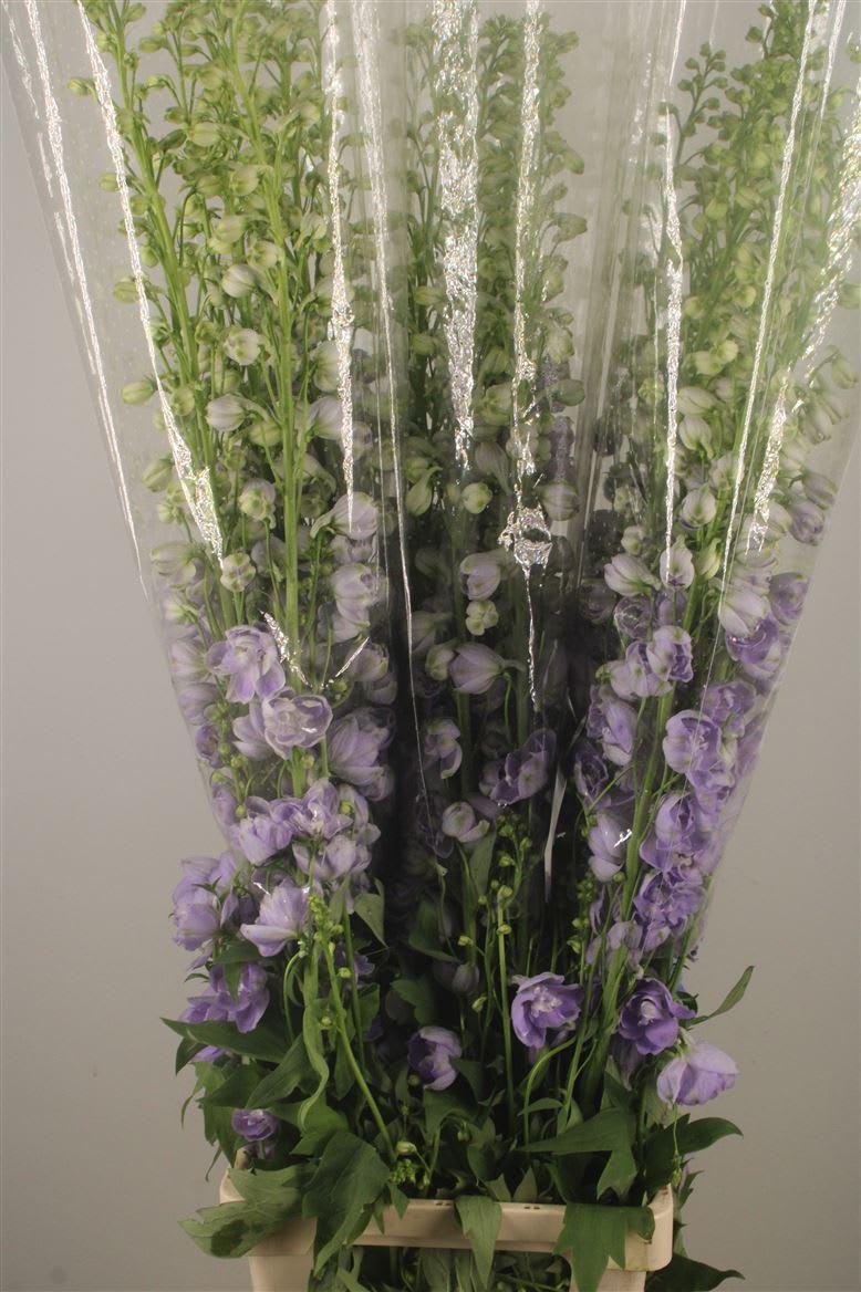 Срезанные цветы оптом Delphinium el magic fountains lavender от 30шт из Голландии с доставкой по России
