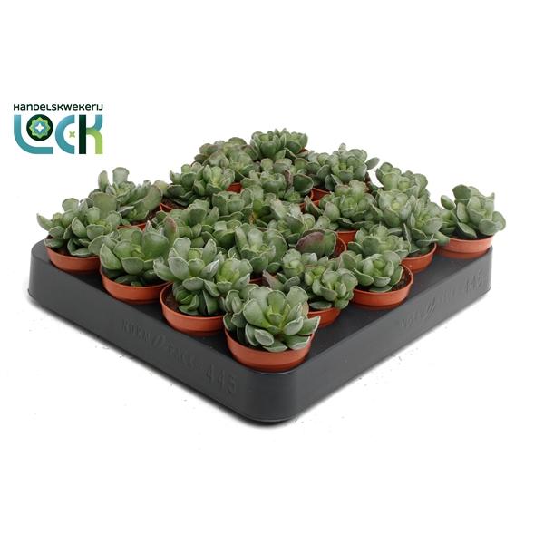 Горшечные цветы и растения оптом Adromiscus Cristatus от 20шт (для телеги) из Голландии с доставкой по России