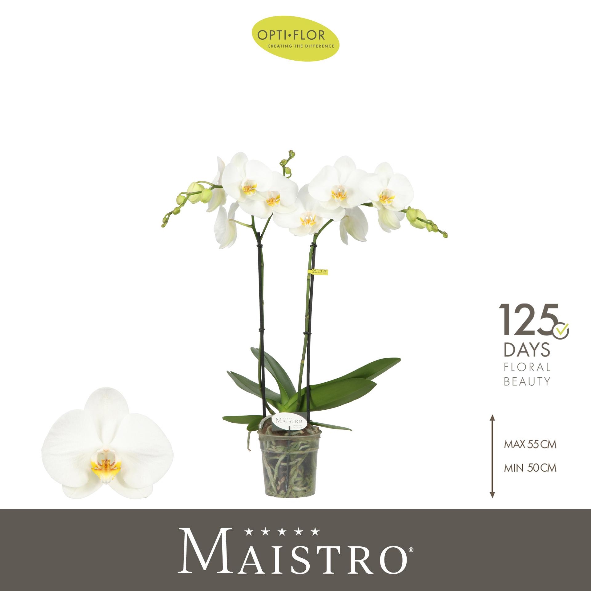 Горшечные цветы и растения оптом Phal 2st Maistro White (opti) от 6шт из Голландии с доставкой по России