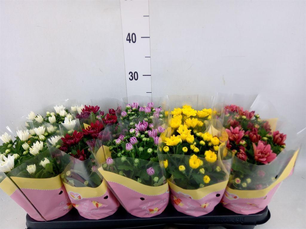 Горшечные цветы и растения оптом Chrysanthemum   ..rosebud Mix от 10шт из Голландии с доставкой по России