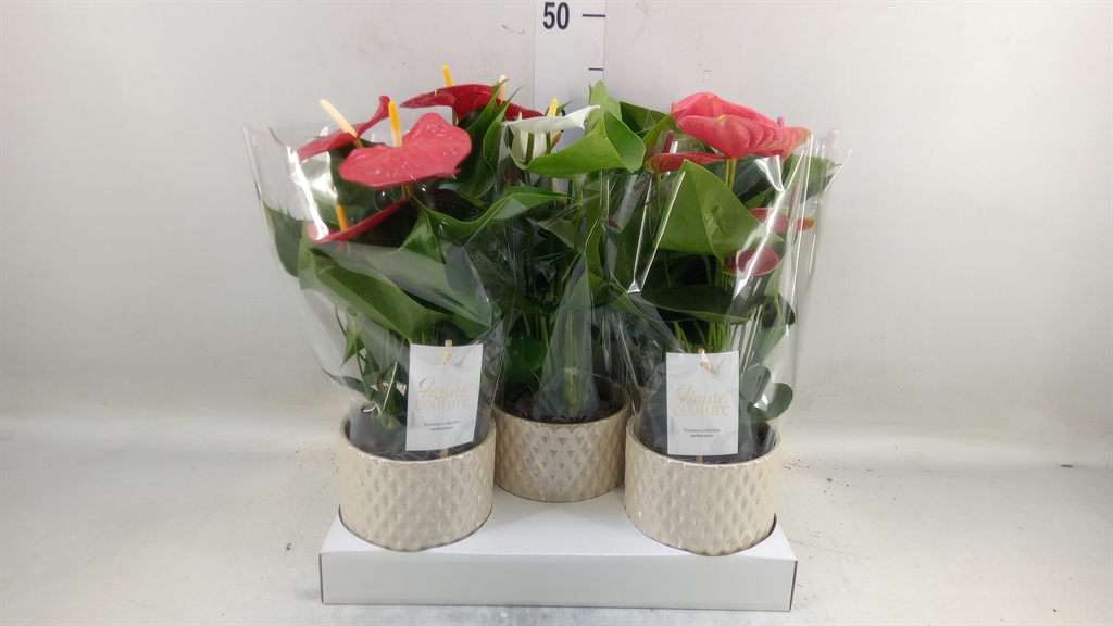 Горшечные цветы и растения оптом Anthurium Andr.   ...mix  3 от 5шт из Голландии с доставкой по России