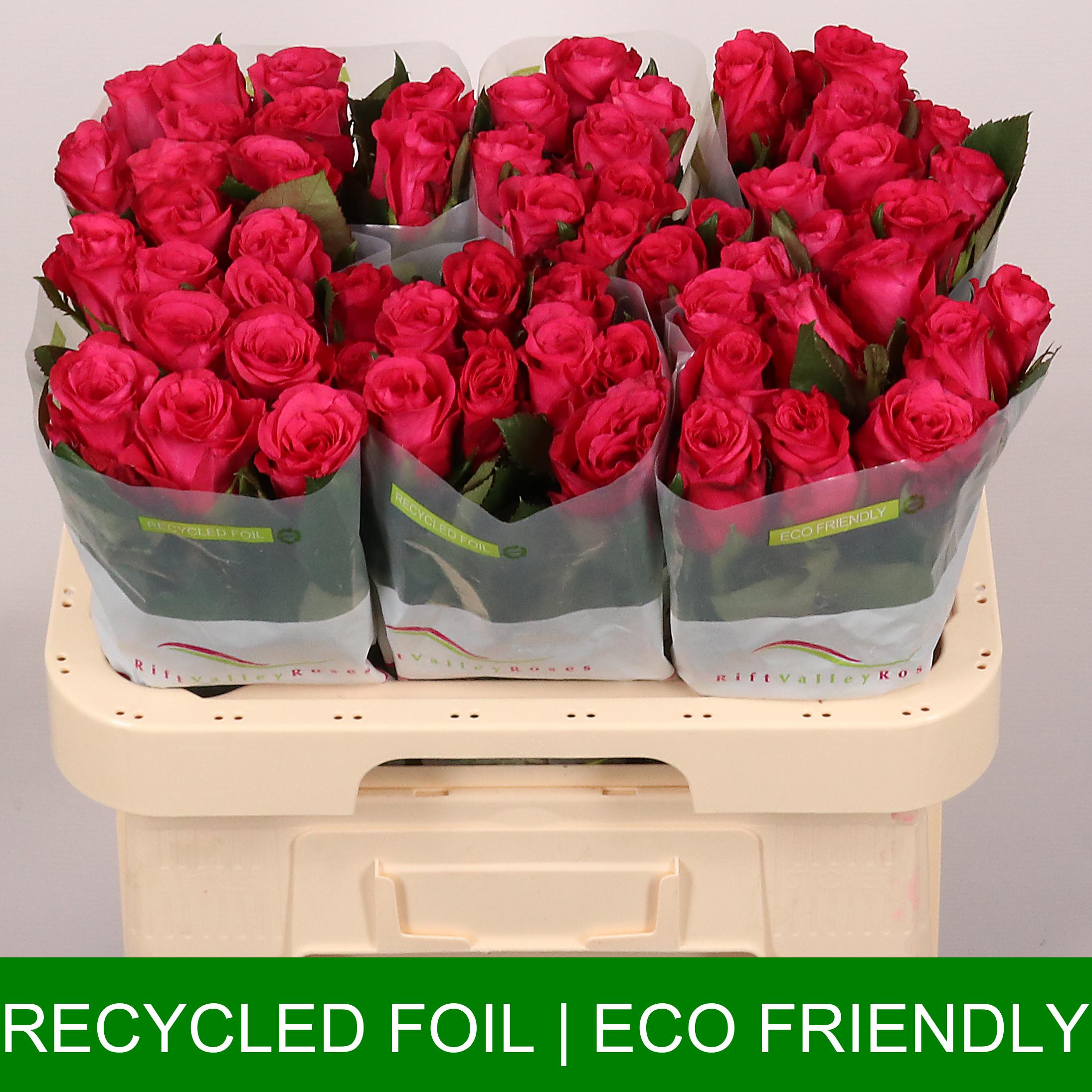 Срезанные цветы оптом Rosa large oblica от 60шт из Голландии с доставкой по России