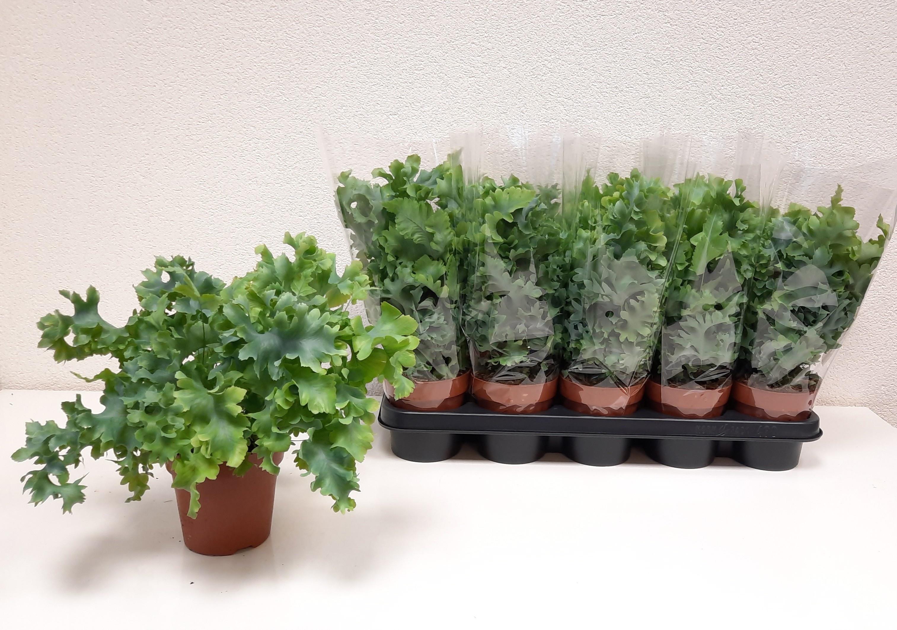 Горшечные цветы и растения оптом Phlebo A Davana от 10шт из Голландии с доставкой по России