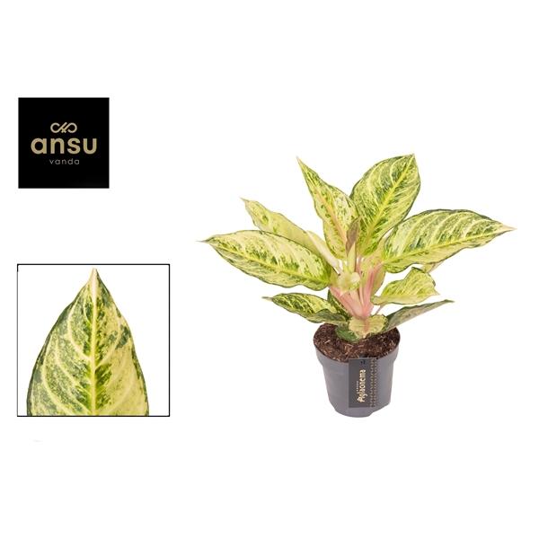 Горшечные цветы и растения оптом Aglaonema Chartreuse Pretty от 6шт из Голландии с доставкой по России