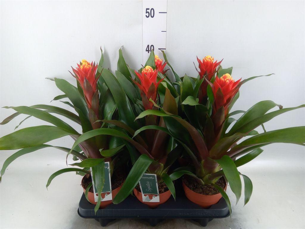 Горшечные цветы и растения оптом Guzmania Happiness от 6шт из Голландии с доставкой по России