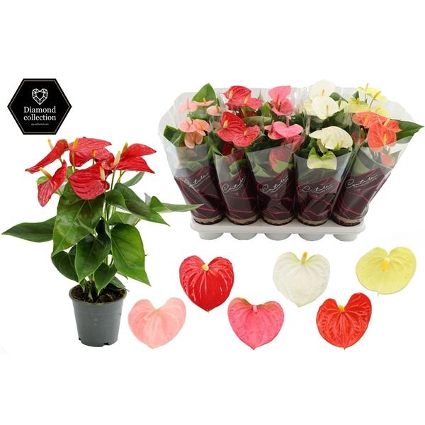 Горшечные цветы и растения оптом Anth An Mix 5+ от 10шт из Голландии с доставкой по России