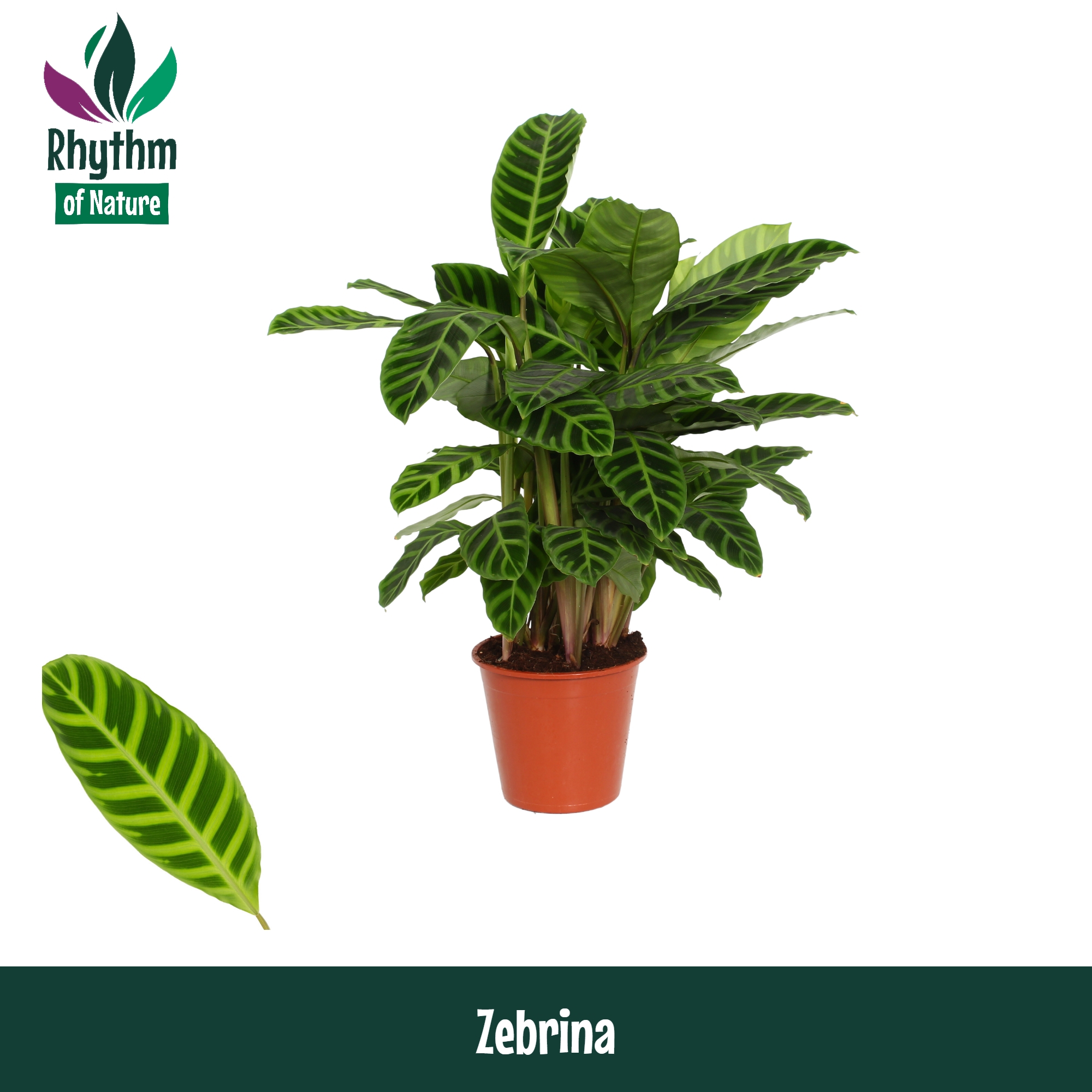 Горшечные цветы и растения оптом Calathea Zebrina (rhythm Of Nature) от 1шт из Голландии с доставкой по России