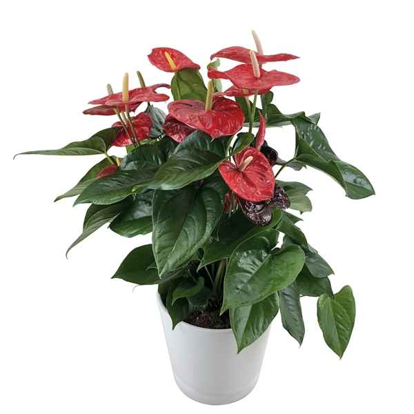 Горшечные цветы и растения оптом Anth An Aloha Red 10+ Ceramic от 1шт из Голландии с доставкой по России