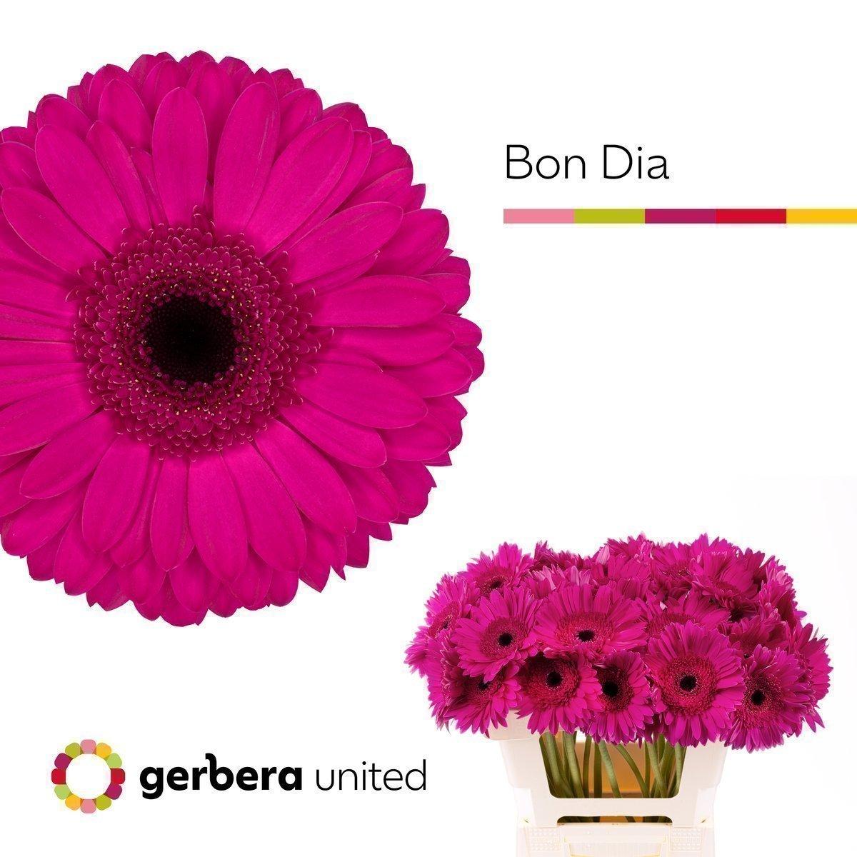 Срезанные цветы оптом Gerbera bon dia A от 50шт из Голландии с доставкой по России