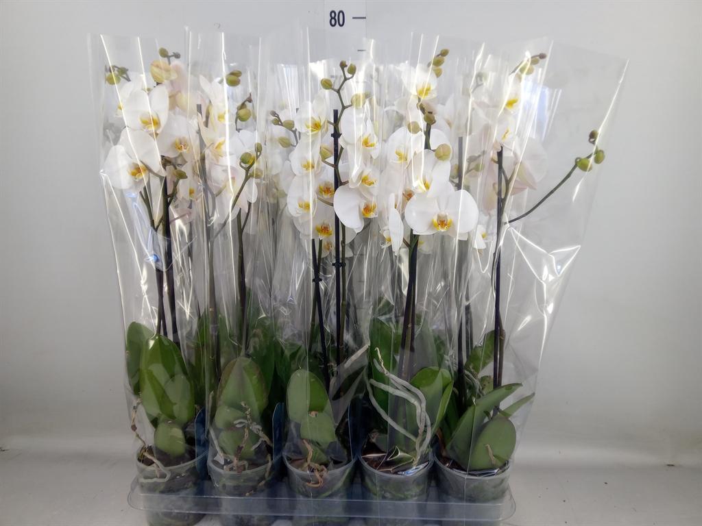 Горшечные цветы и растения оптом Phalaenopsis   ...white от 10шт из Голландии с доставкой по России
