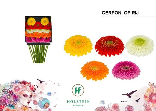 Срезанные цветы оптом Germini diamond gerponi mix in row от 20шт из Голландии с доставкой по России