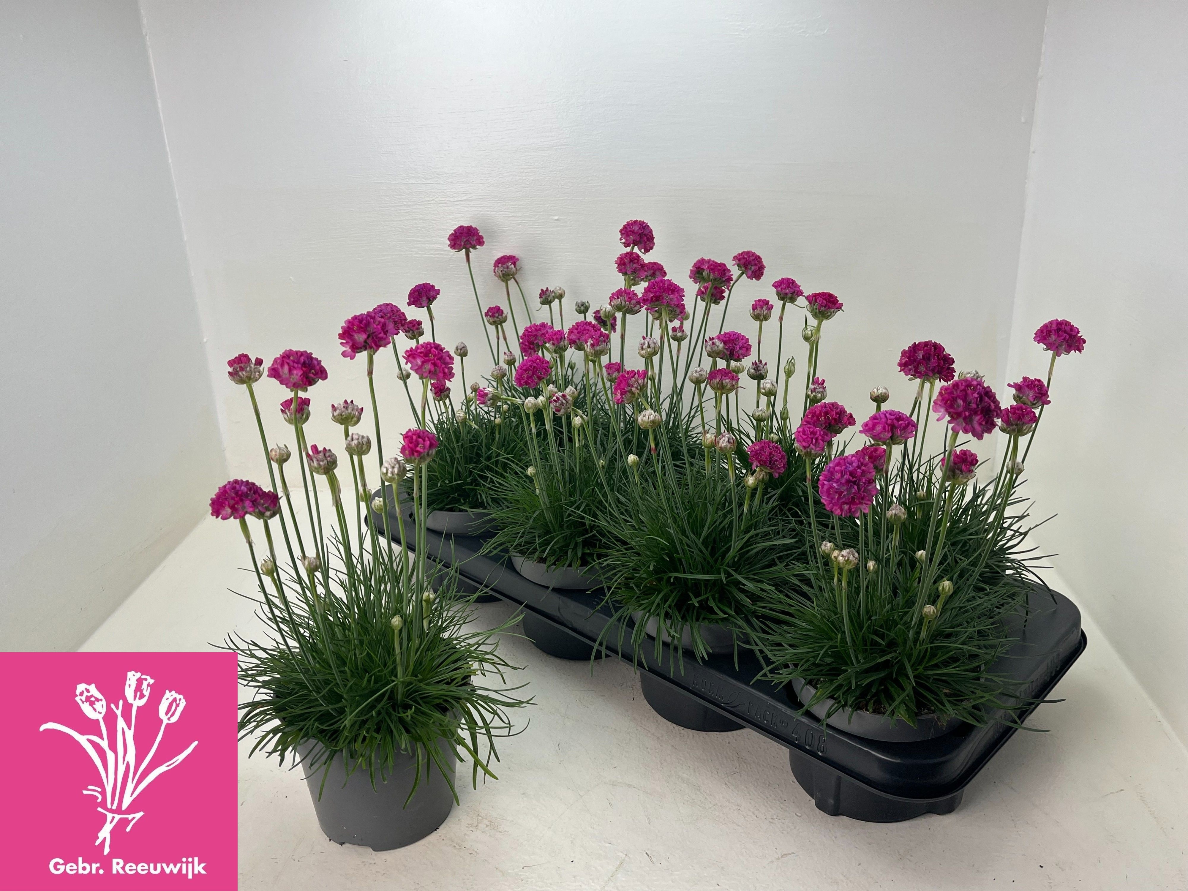 Горшечные цветы и растения оптом Arme Mar Armada Rose от 8шт из Голландии с доставкой по России