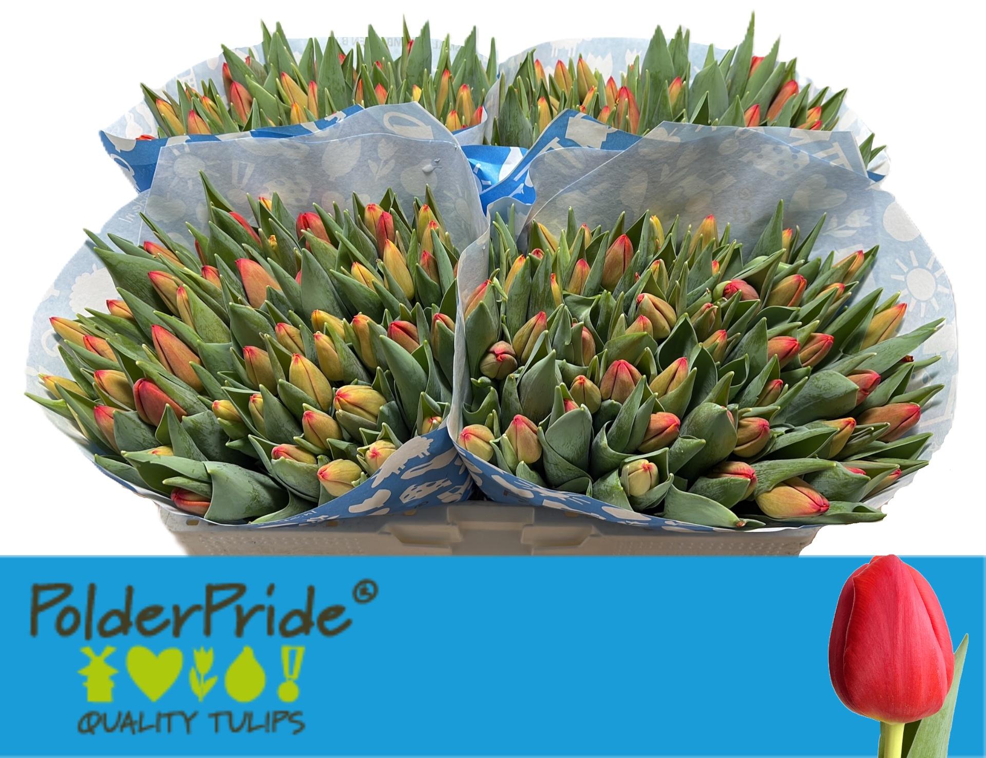 Срезанные цветы оптом Tulipa si artemis от 200шт из Голландии с доставкой по России