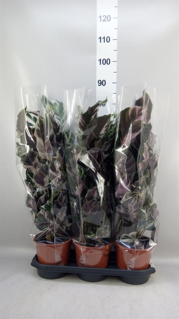 Горшечные цветы и растения оптом Calathea stella от 3шт из Голландии с доставкой по России