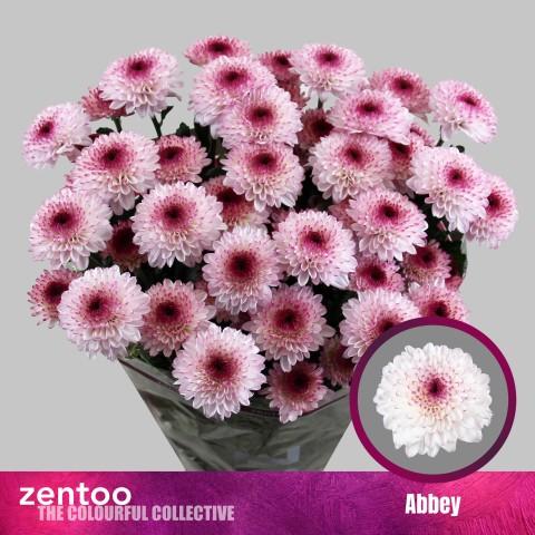 Срезанные цветы оптом Chrys sp abbey от 80шт из Голландии с доставкой по России