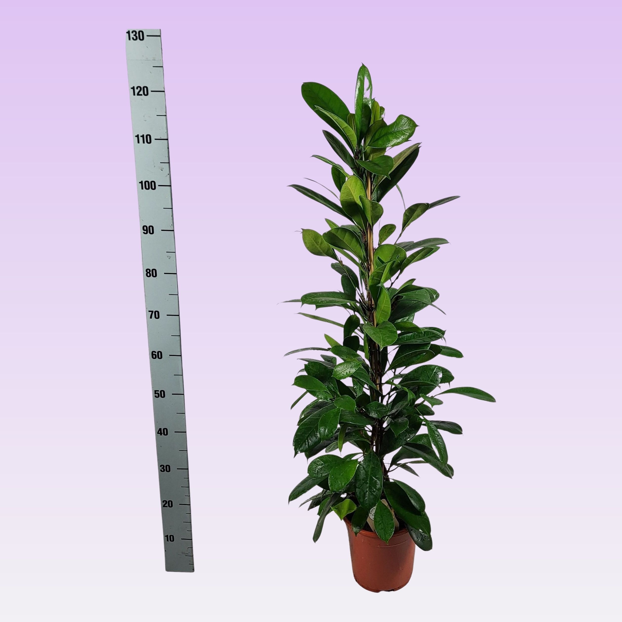 Горшечные цветы и растения оптом Ficus Cyathistipula от 1шт из Голландии с доставкой по России