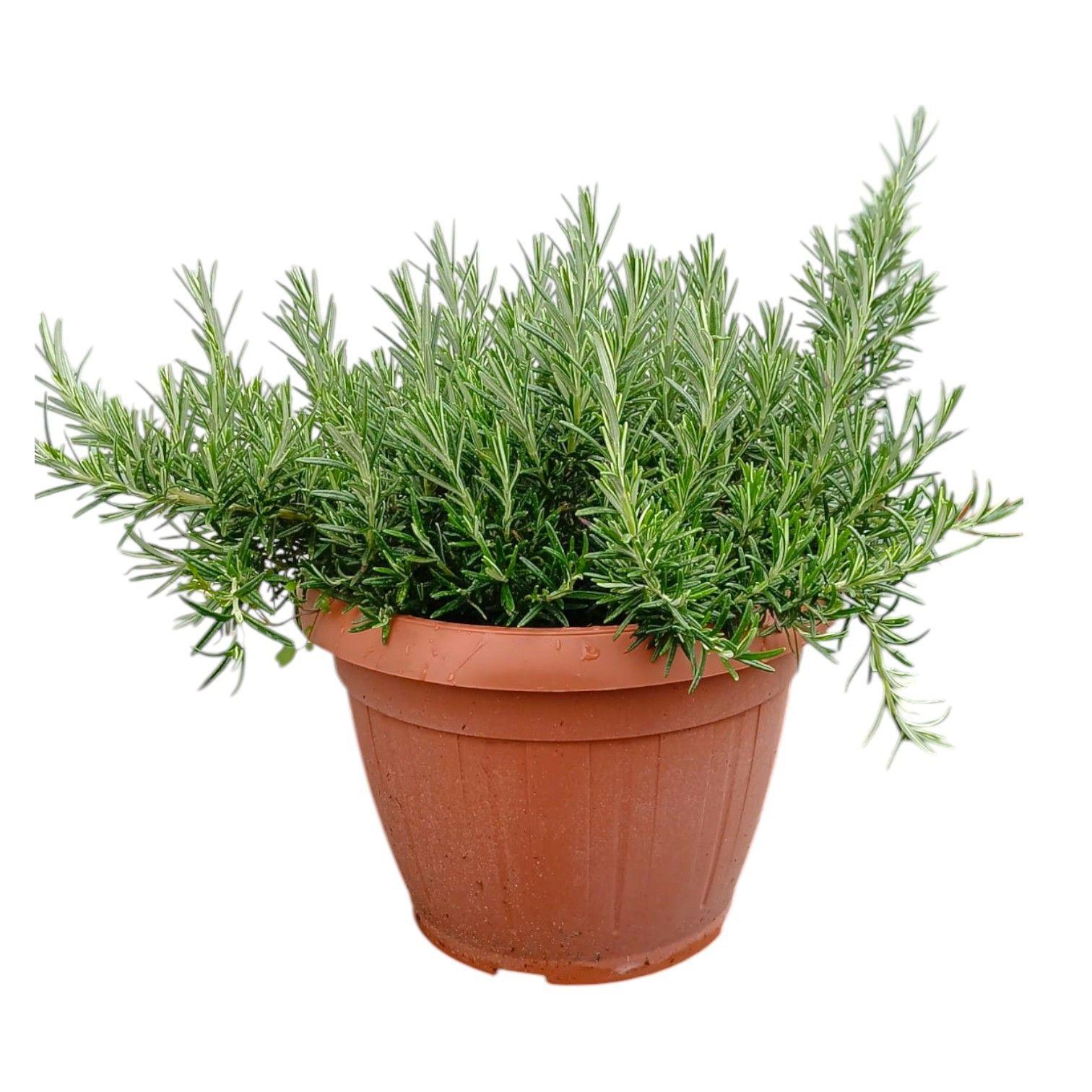 Горшечные цветы и растения оптом Rosmarinus Prostratus от 1шт из Голландии с доставкой по России