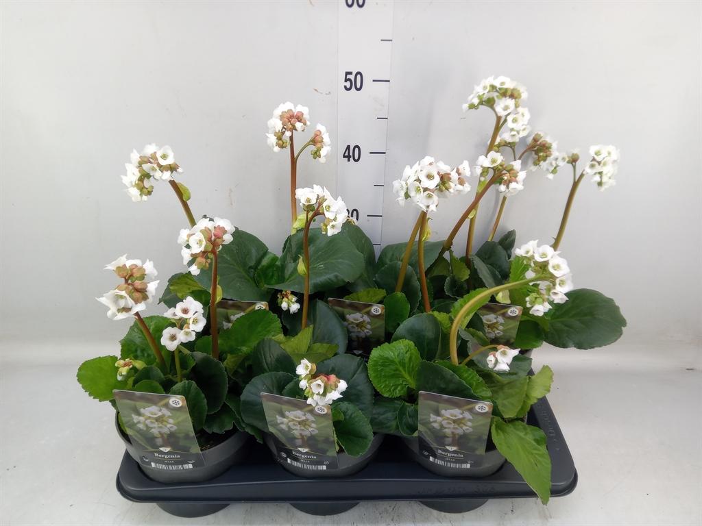 Горшечные цветы и растения оптом Bergenia   ... от 6шт из Голландии с доставкой по России