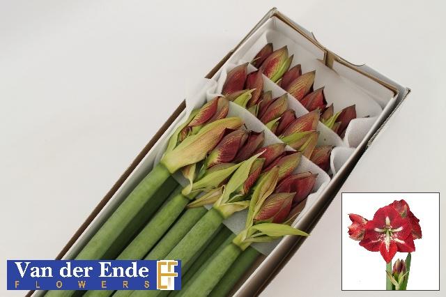 Срезанные цветы оптом Hippeastrum barbados от 12шт из Голландии с доставкой по России