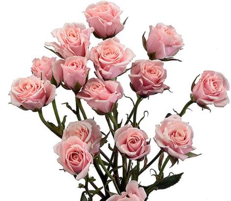 Срезанные цветы оптом Rosa spray (our choice) pink light от 60шт из Голландии с доставкой по России