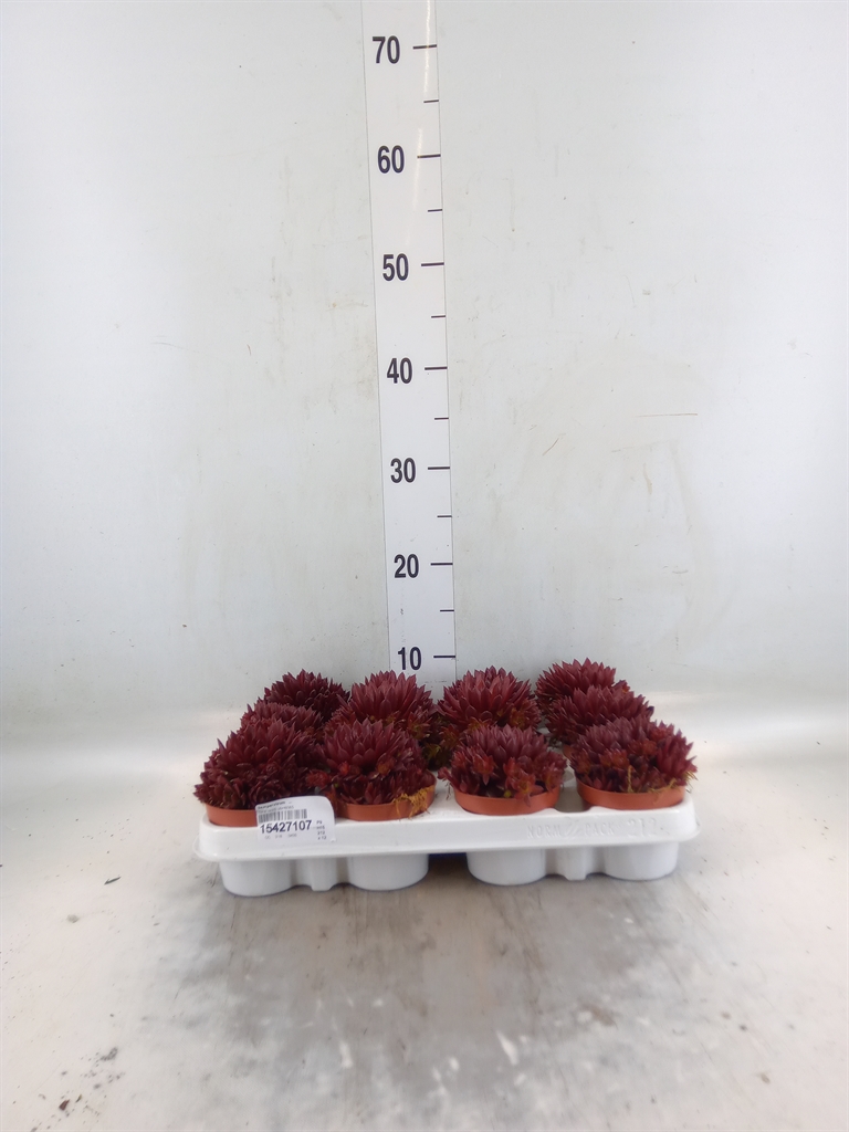 Горшечные цветы и растения оптом Sempervivum   ... от 12шт (для телеги) из Голландии с доставкой по России