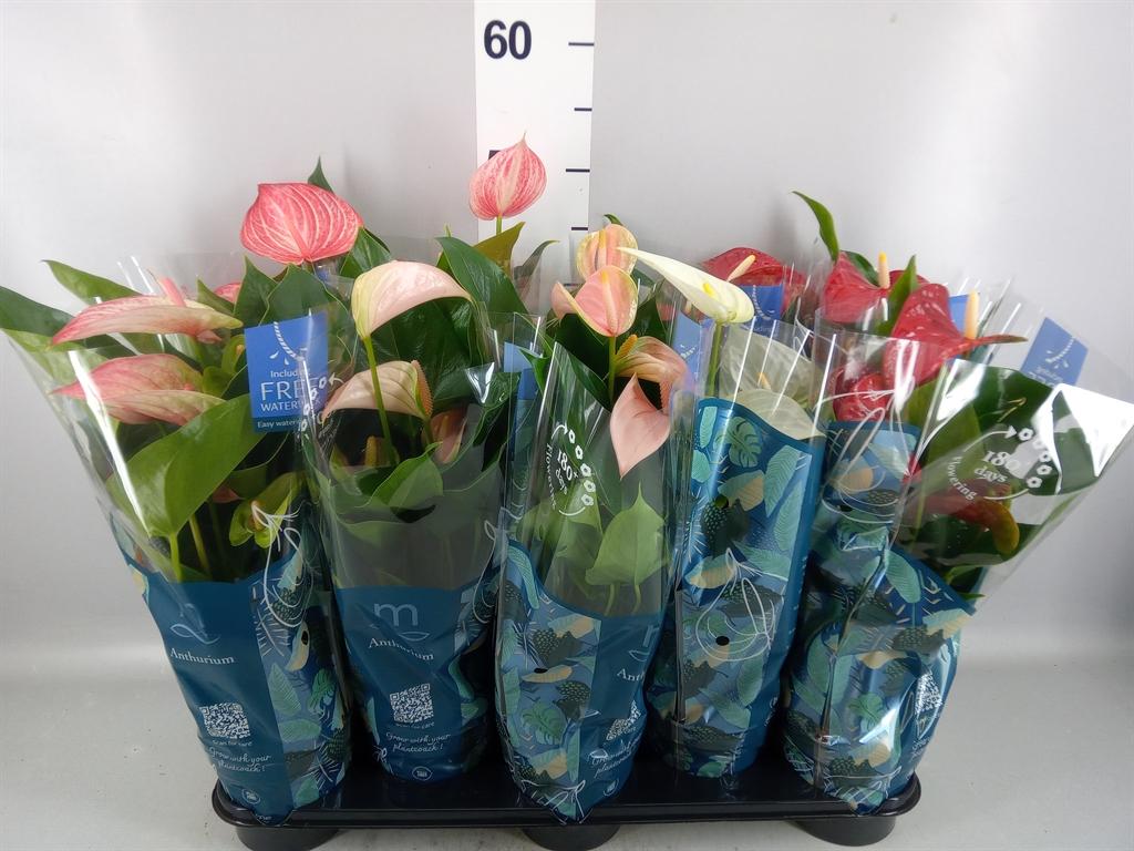 Горшечные цветы и растения оптом Anthurium ...mix от 10шт из Голландии с доставкой по России