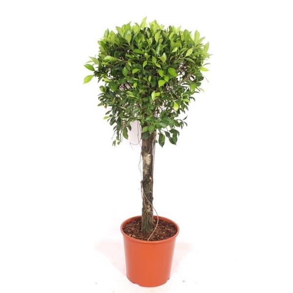 Горшечные цветы и растения оптом Ficus Nitida On Stem от 1шт из Голландии с доставкой по России