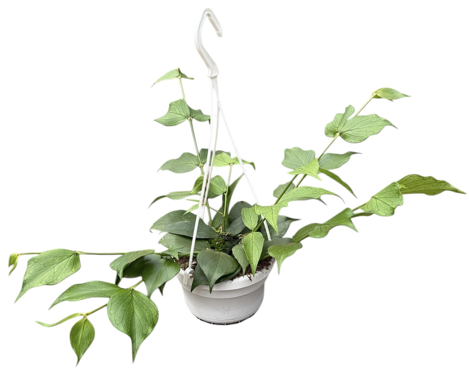 Горшечные цветы и растения оптом Hoya Polyneura от 1шт из Голландии с доставкой по России