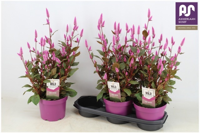 Горшечные цветы и растения оптом Cel Wild Pink от 3шт из Голландии с доставкой по России