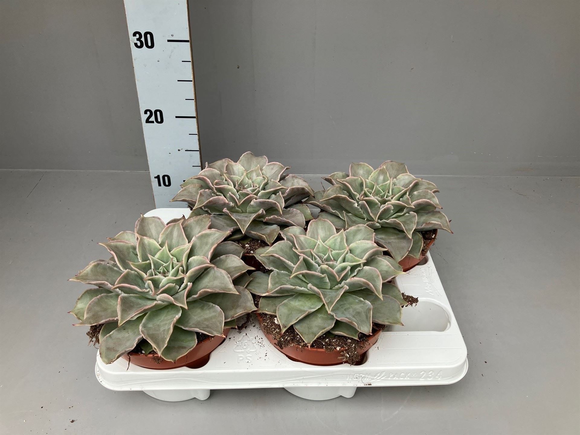 Горшечные цветы и растения оптом Echeveria   ... от 4шт из Голландии с доставкой по России