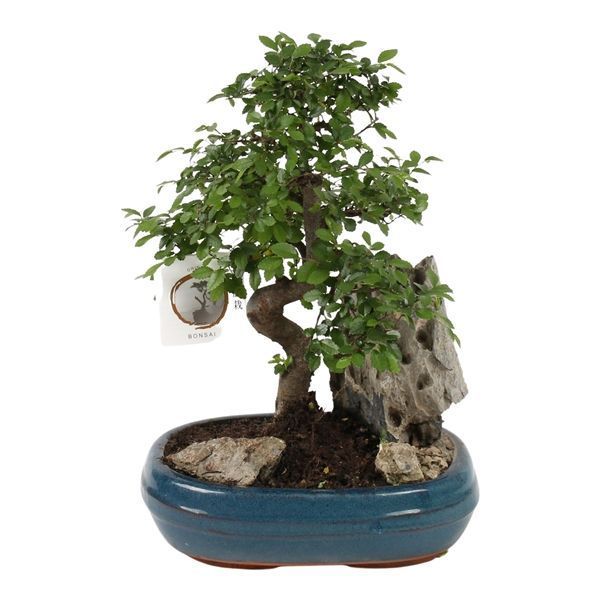 Горшечные цветы и растения оптом Bonsai Mix With Rock In Ceramic от 2шт из Голландии с доставкой по России