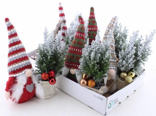 Горшечные цветы и растения оптом Cham L Ellwoodii от 6шт из Голландии с доставкой по России