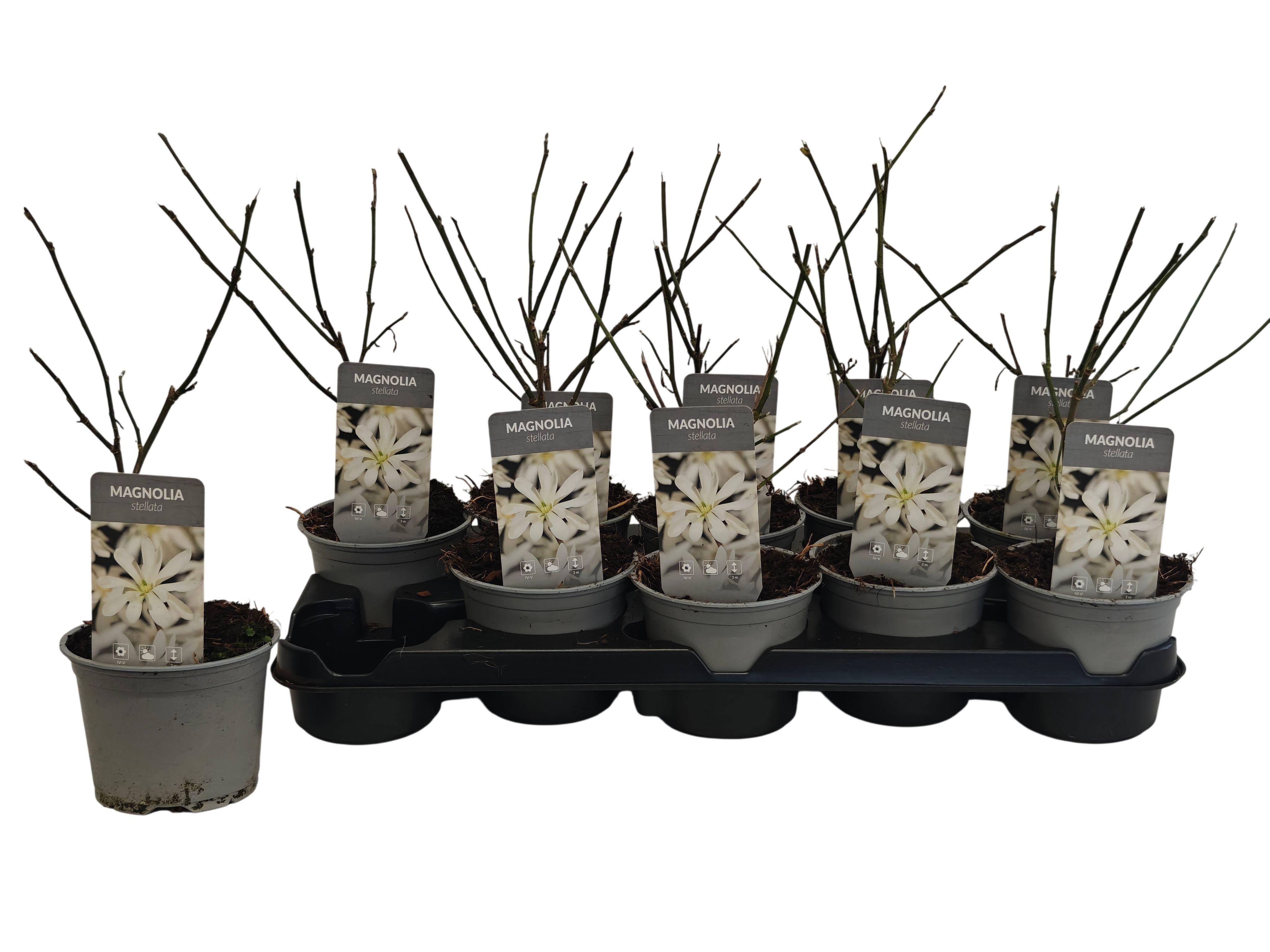 Горшечные цветы и растения оптом Magn Stellata Ov от 10шт из Голландии с доставкой по России