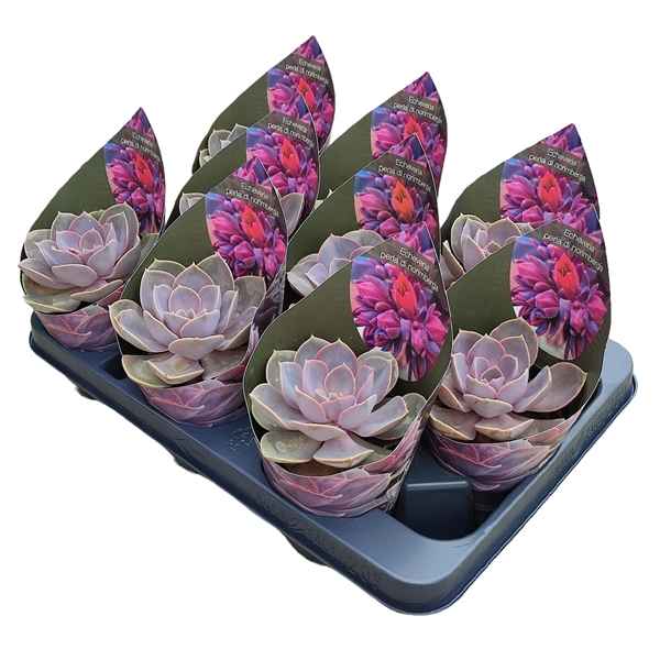 Горшечные цветы и растения оптом Echeveria Perle Von Nurnberg Potcover от 9шт из Голландии с доставкой по России