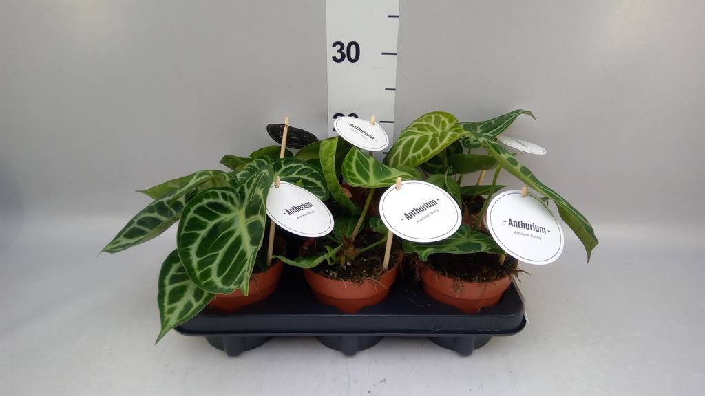 Горшечные цветы и растения оптом Anthurium ... от 6шт из Голландии с доставкой по России