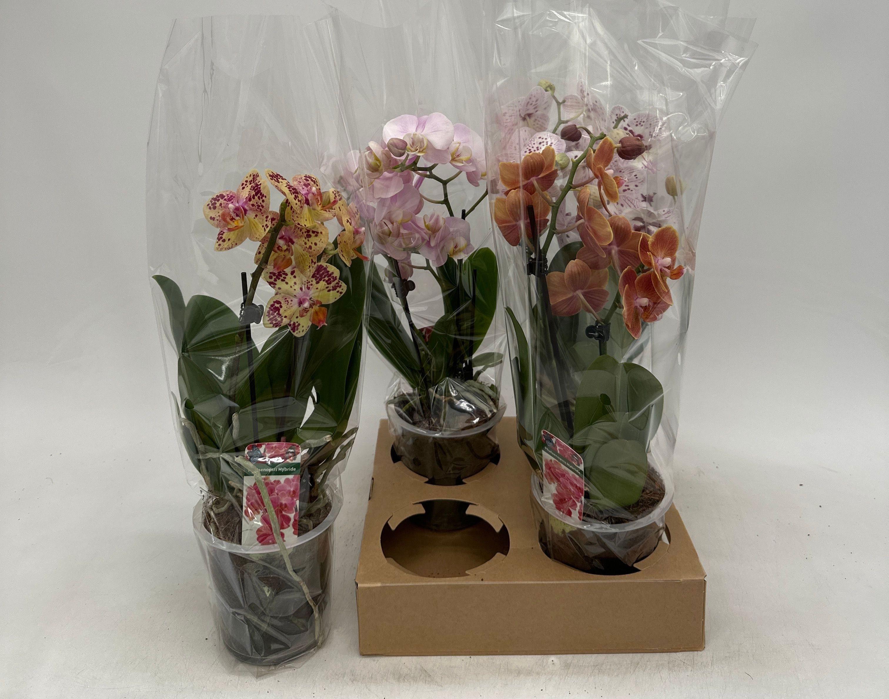 Горшечные цветы и растения оптом Phal Gem от 4шт из Голландии с доставкой по России