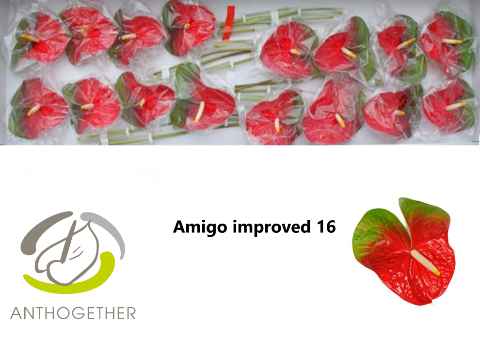 Срезанные цветы оптом Anthurium amigo improve от 16шт из Голландии с доставкой по России