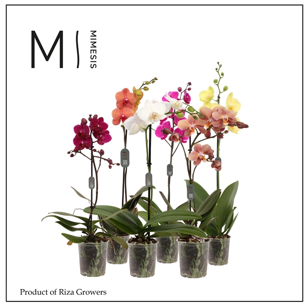 Горшечные цветы и растения оптом Phal Multi 1st Mix 11+ Mimesis от 10шт из Голландии с доставкой по России