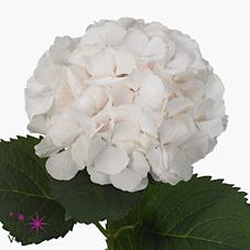 Срезанные цветы оптом Hydrangea sweet verena от 10шт из Голландии с доставкой по России