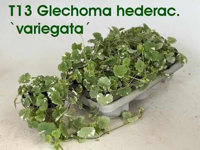 Горшечные цветы и растения оптом Glec Hederacea от 6шт из Голландии с доставкой по России