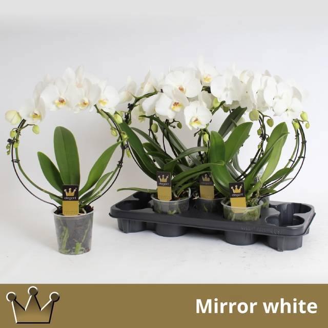 Горшечные цветы и растения оптом Phal El Cascade от 5шт из Голландии с доставкой по России