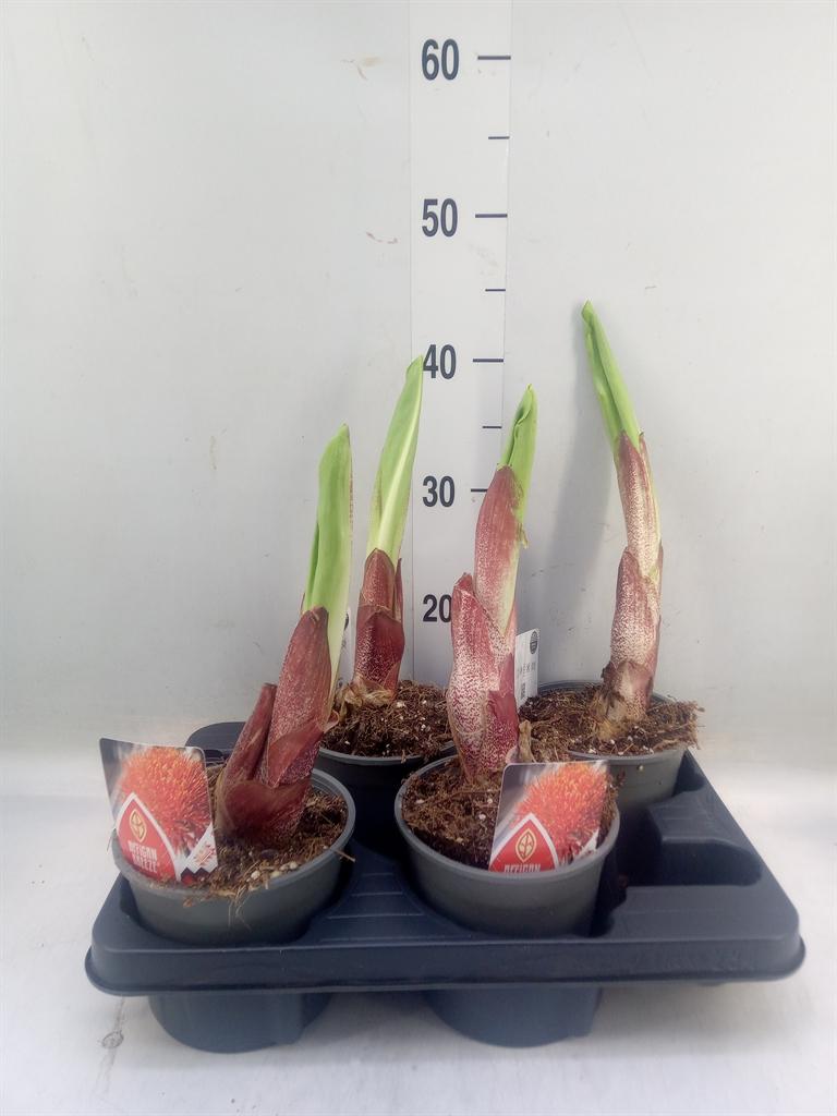 Горшечные цветы и растения оптом Scadoxus Multifl. от 4шт из Голландии с доставкой по России