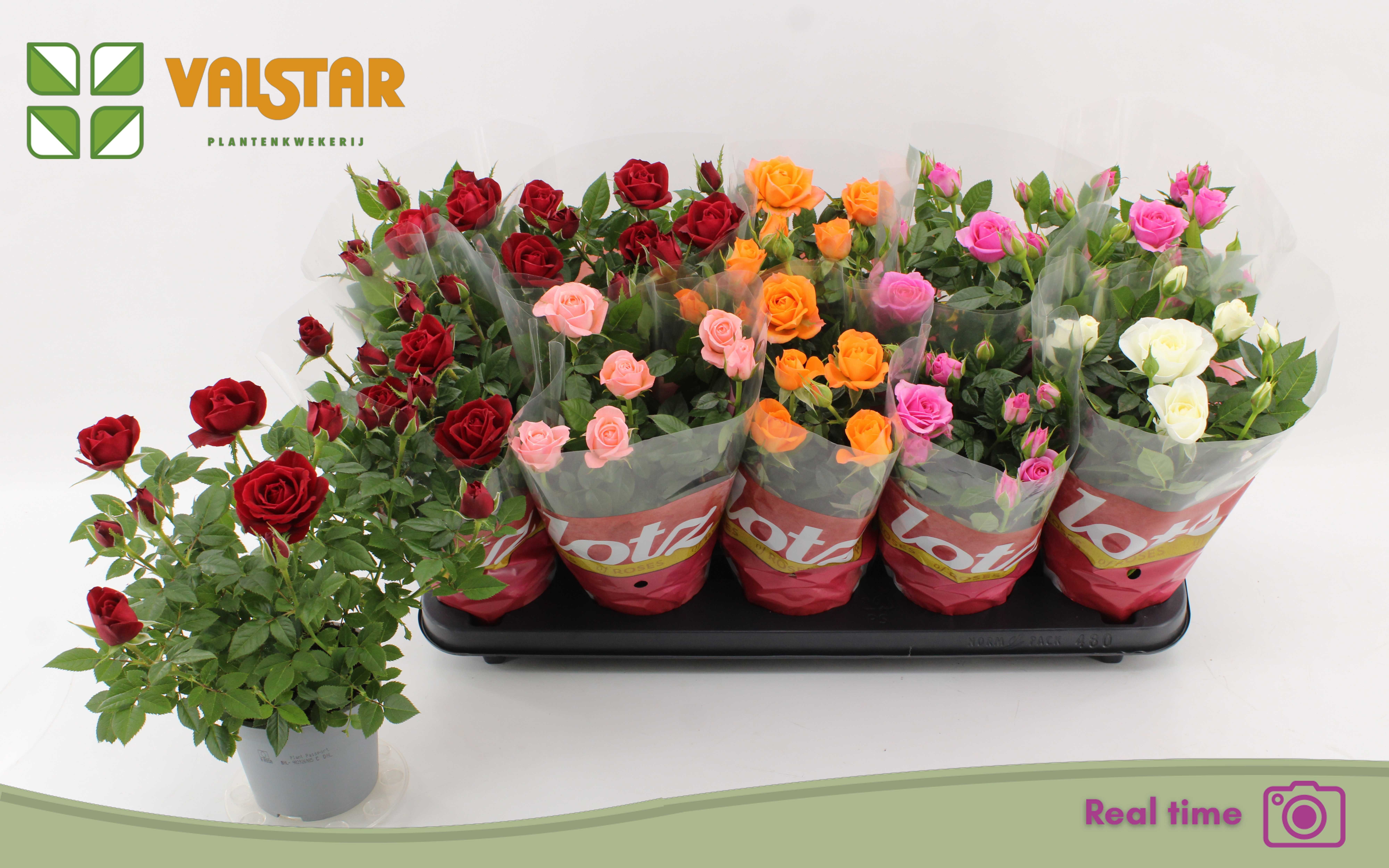 Горшечные цветы и растения оптом Ro Lotz Of Gem 5 Kl от 10шт из Голландии с доставкой по России