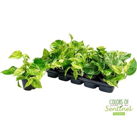 Горшечные цветы и растения оптом Epipremnum Marble Queen от 10шт из Голландии с доставкой по России