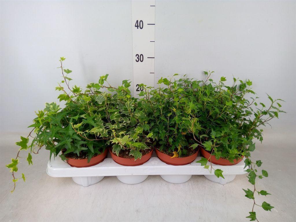 Горшечные цветы и растения оптом Hedera Helix   ...mix 3 от 8шт из Голландии с доставкой по России