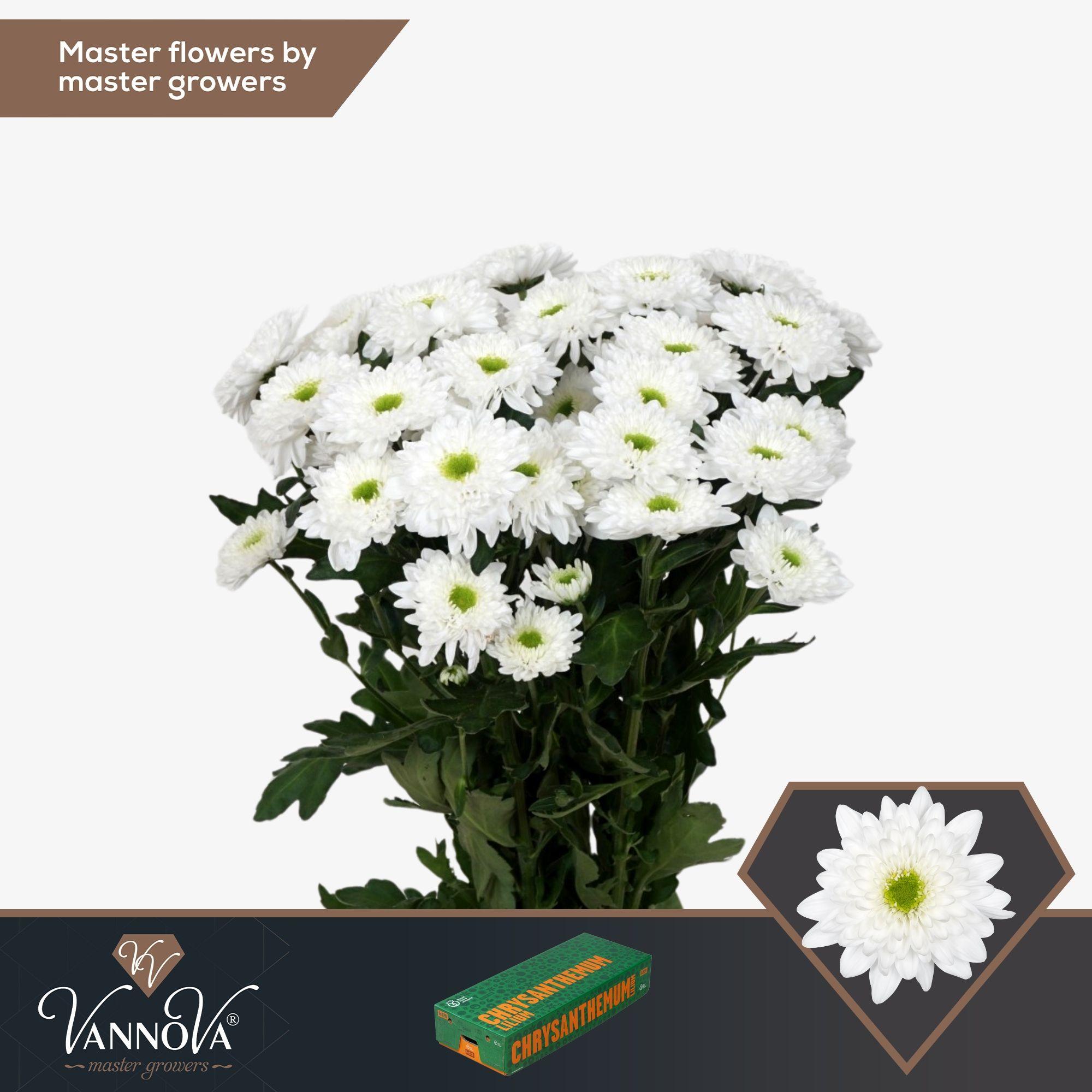 Срезанные цветы оптом Chrys sp commander от 80шт. из Голландии с доставкой по России